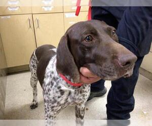German Shorthaired Pointer Dogs for adoption in Riverside, CA, USA