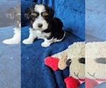 Small #24 Morkie