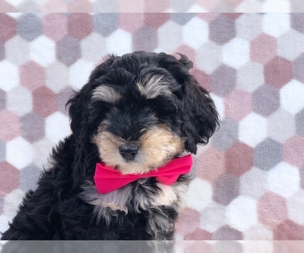 Medium Photo #5 Miniature Bernedoodle Puppy For Sale in CLAY, PA, USA