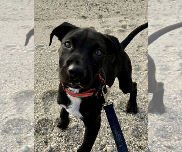 Medium Photo #1 Labrador Retriever-Unknown Mix Puppy For Sale in Jefferson, NJ, USA