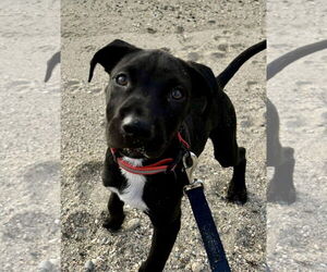Labrador Retriever-Unknown Mix Dogs for adoption in Jefferson, NJ, USA