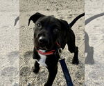 Small Labrador Retriever Mix