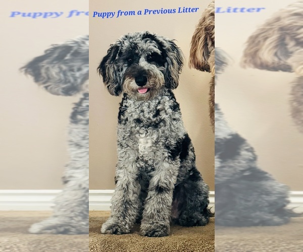 Medium Photo #4 Whoodle (Miniature) Puppy For Sale in PHELAN, CA, USA