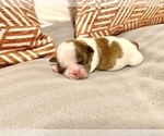 Small Photo #1 Shih Tzu Puppy For Sale in LONG BEACH, CA, USA