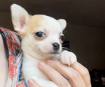 Small #8 Chihuahua