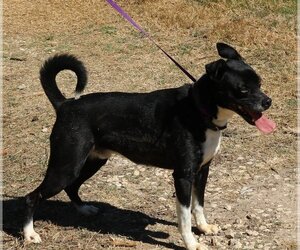 Basenji-Boxer Mix Dogs for adoption in Bandera, TX, USA
