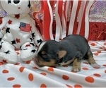 Small #20 Morkie