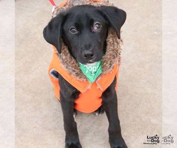 Medium Photo #3 Labrador Retriever-Unknown Mix Puppy For Sale in Washington, DC, USA