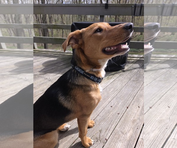 Medium Photo #4 Beagle-Unknown Mix Puppy For Sale in pomfret, CT, USA