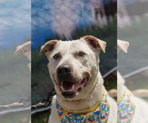 Sinatra - Male American Bulldog Dog for Adoption - Photo #2