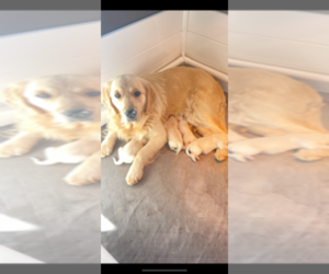 Mother of the Golden Retriever puppies born on 07/18/2025