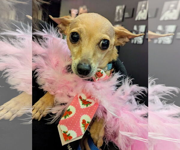 Medium Photo #2 Chihuahua Puppy For Sale in Oakhurst, NJ, USA