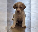 Small Labrador Retriever Mix
