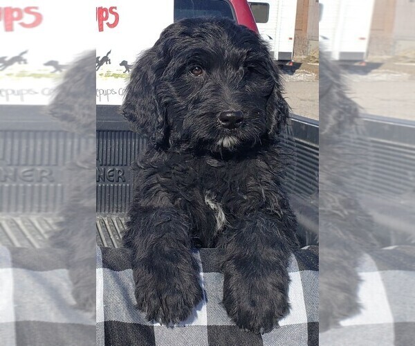 Medium Photo #18 Bernedoodle Puppy For Sale in GRANTSVILLE, UT, USA