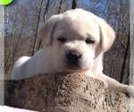 Small Photo #3 Labrador Retriever Puppy For Sale in LINDEN, TN, USA