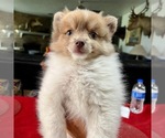 Small Photo #8 Pomeranian Puppy For Sale in DE LEON SPRINGS, FL, USA