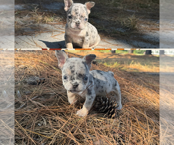 Medium Photo #4 French Bulldog Puppy For Sale in HOPE MILLS, NC, USA