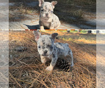 Small #3 French Bulldog