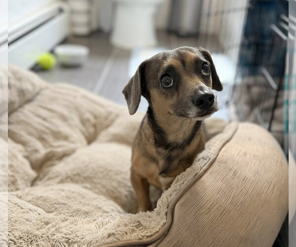 Medium Photo #8 Chiweenie Puppy For Sale in Oakhurst, NJ, USA