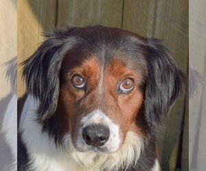 Australian Shepherd-Collie Mix Dogs for adoption in Huntley, IL, USA