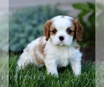 Small Cavalier King Charles Spaniel