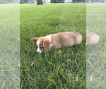 Small Photo #30 Pembroke Welsh Corgi Puppy For Sale in MILFORD, IN, USA