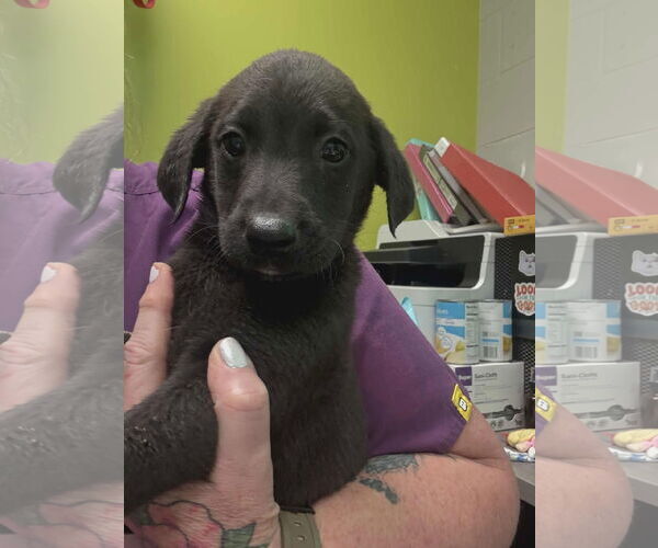 Medium Photo #3 Labrador Retriever-Unknown Mix Puppy For Sale in SHERBURNE, NY, USA