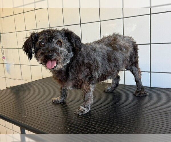Medium Photo #1 Mutt Puppy For Sale in Downey, CA, USA