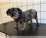 CHIQUITO - Male Mutt Dog for Adoption - Small photo