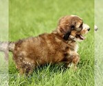 Small #2 Bernedoodle (Miniature)