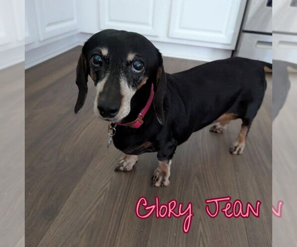 Medium Photo #5 Dachshund Puppy For Sale in San Antonio, TX, USA