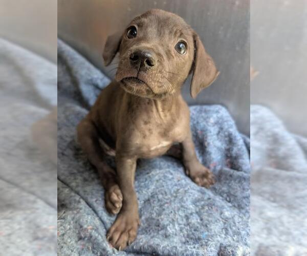 Medium Photo #1 Labrador Retriever-Unknown Mix Puppy For Sale in San Antonio, TX, USA