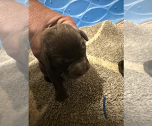 Labrador Retriever Puppy for sale in OSYKA, MS, USA