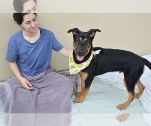 Mutt Dogs for adoption in McKinney, TX, USA