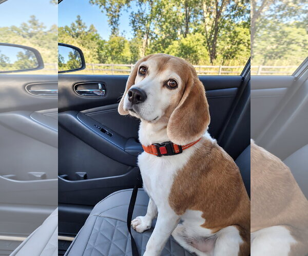 Medium Photo #10 Beagle Puppy For Sale in Dunnellon, FL, USA