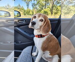Small Photo #10 Beagle Puppy For Sale in Dunnellon, FL, USA