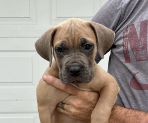 Cane Corso Puppy for sale in MAYSVILLE, KY, USA