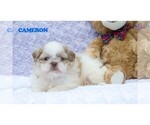 Small #10 Shih Tzu