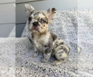 French Bulldog Puppy for sale in SACRAMENTO, CA, USA