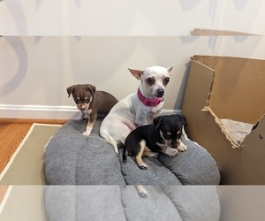 Chihuahua Puppy for sale in LARGO, MD, USA