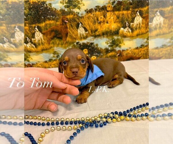 Medium Photo #1 Dachshund Puppy For Sale in WINNSBORO, LA, USA