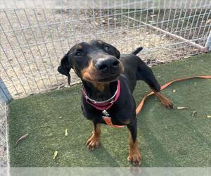 Doberman Pinscher Dogs for adoption in Martinez, CA, USA