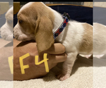 Small Photo #2 Basset Hound Puppy For Sale in JEFFERSON, NY, USA