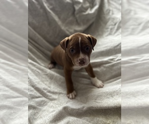 American Pit Bull Terrier Puppy for sale in CAMBRIDGE, OH, USA