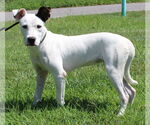 Small Mutt