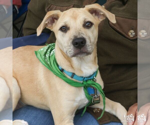 Medium Photo #7 Labrador Retriever-Unknown Mix Puppy For Sale in Washington, DC, USA