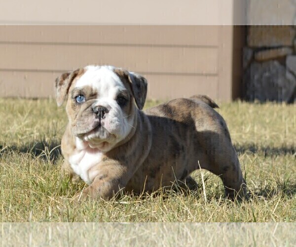 Medium Photo #9 Bulldog Puppy For Sale in STEPHENVILLE, TX, USA