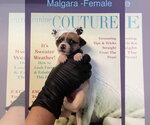 Malgara - Female Shih Tzu-Unknown Mix Dog for Adoption - Small photo