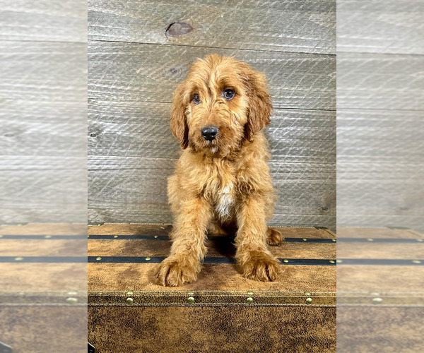 Medium Photo #10 Goldendoodle Puppy For Sale in OCALA, FL, USA