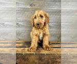 Small Photo #10 Goldendoodle Puppy For Sale in OCALA, FL, USA
